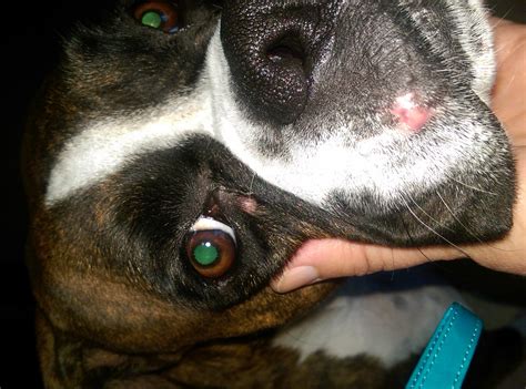 Red Bumps On Face Boxer Forum Boxer Breed Dog Forums
