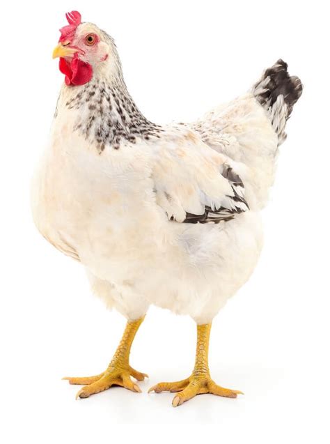 You'll know your rooster is, in fact, a rooster, when he begins to crow. 17+ Best Chicken Breeds For Beginners | Chickens And More