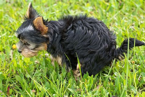 Und wie kann ich meinen hund im garten vielleicht sogar sinnvoll beschäftigen? Hundekot im Garten kompostieren - "Hundescheiße" nicht ...