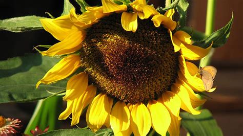 Halten sie dabei einen pflanzabstand von 20 bis 30 zentimetern im beet ein. Sonnenblume, Helianthus annuus