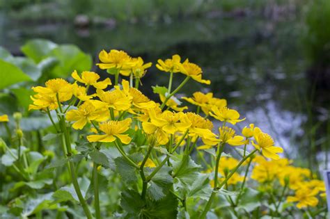 Marsh Marigold Caltha Palustris Identification Uses And Facts