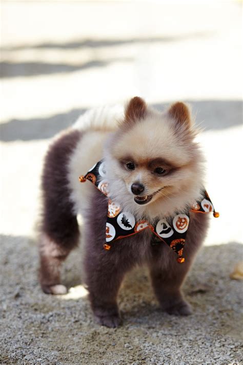 Halloween Puppy Pet Halloween Costumes Dog Costumes Dog Parade Pet