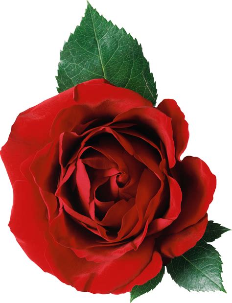 Rose Png Image Free Picture Download Image With Transparent Background