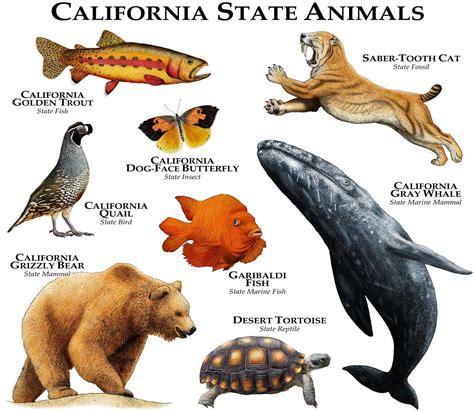 California State Animals Poster Print