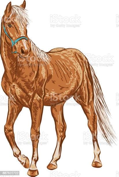 Sketsa Kuda Muda Ilustrasi Stok Unduh Gambar Sekarang Kandang Kuda