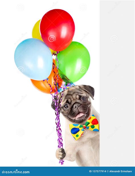 Dog In Birthday Hat Holding Balloons Peeking From Behind Empty Board