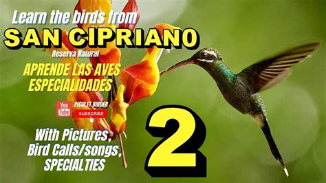 Learn The Birds From San Cipriano 2 Aprende Las Aves De San Cipriano