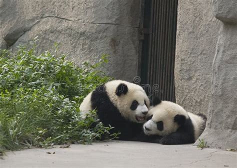 Panda Cubs Stock Image Image Of China Wildlife Nature 27278257