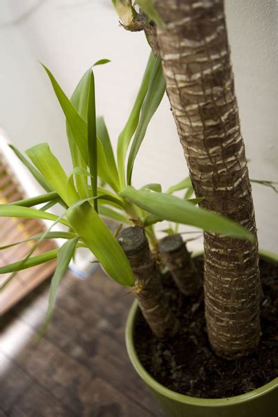 Two persons had no other allergy. Yucca (Yucca elephantipes) : rempotage, entretien, arrosage