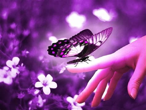 Butterfly Wings | The Creator Writings