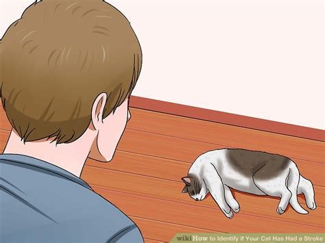 Strokes in cats can be either ischemic (the blood supply is cut off) or hemorrhagic (blood is leaked out into the brain). stroke symptoms in cats 12 Lessons That Will Teach You All