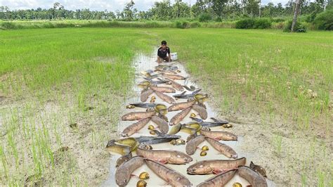 Lucky Day Fisherman Catching A Lots Of Fish In The Rice Field Season
