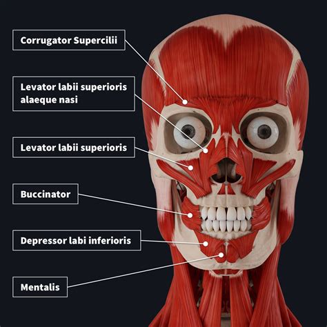 Anatomy Human Face Parts French Vocabulary Guide Parts Of The Body