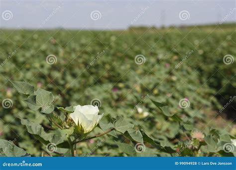Close Up Of A Cotton Flower With Cotton Field In Background Stock Photo