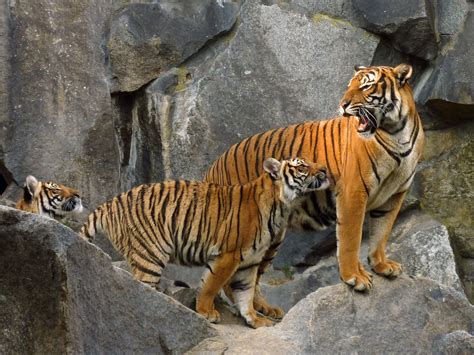 Tigers Have Been Declared Extinct In Cambodia