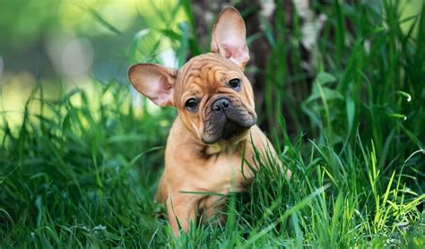 How much to feed a puppy. How Much To Feed A French Bulldog Puppy | 4 Week - 6 Week ...