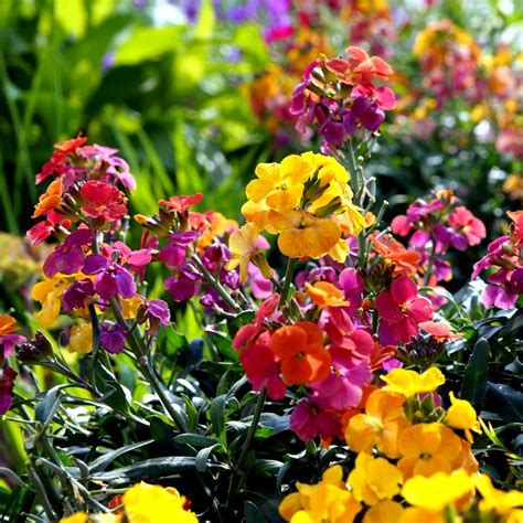 10 fleurs à planter en juin pour une floraison tout l'été | Fleurs juin