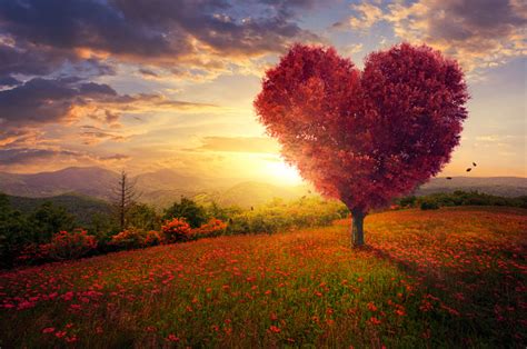 Red Heart Shaped Tree Stock Photo Download Image Now Istock