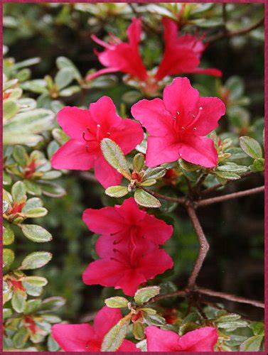 Azaleas are a type of flowering bushy plant in the rhododendron genus. Azalea 'Gumpo Pink' | Rhododendron 'Gumpo Pink' | Gumpo ...