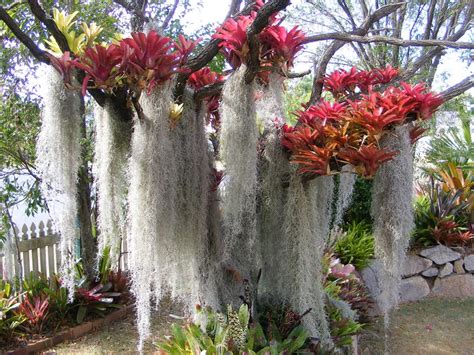 Bromeliad Tree Tropical Looking Plants Other Than Palms Palmtalk