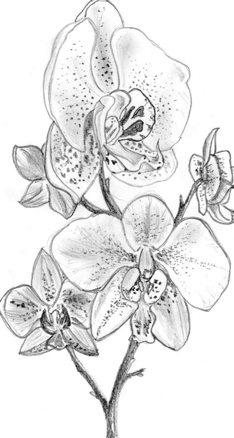 Sketsa Gambar Bunga Anggrek Kartun Bunga Anggrek Kartun Kellen Predovic