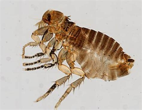 Can Fleas Live On Humans Smore Science Magazine
