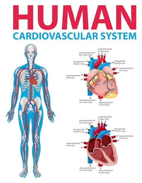 Free Vector Human Internal Organ With Heart