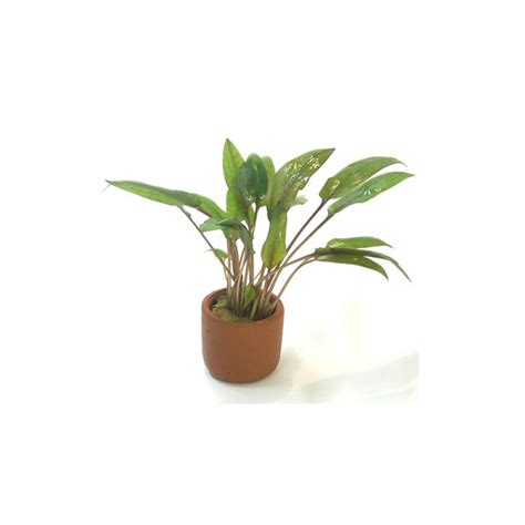 Cryptocoryne wendtii 'mi oya'is a very vigorous cryptocoryne that will grow equally well as an aquarium plant or as a terrarium plant. Cryptocoryne Wendtii Mi Oya - Serene Aquarium