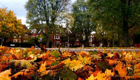 Specially designed with a very fine consistency, it will absorb moisture without damaging flowers, altering the colors or changing their form. How to Preserve Autumn Leaves With Silica | HubPages