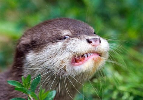 At osaka aquarium kaiyukan, special limited exhibition is held now. Cute Otter : Otters