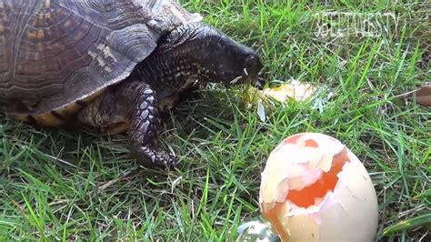 Box turtles are among the favorite pet turtles in north america. Box Turtle eating eggs and shells GCBT001 - YouTube