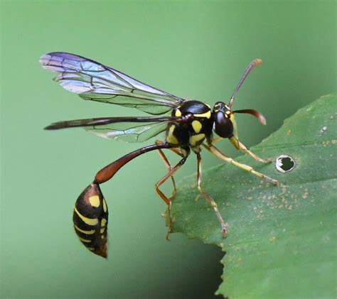 Los 6 Tipos De Avispas Y Sus Características