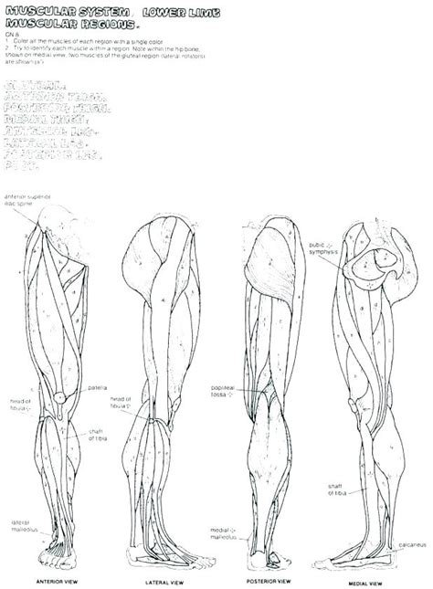 Anatomy Coloring Pages Muscles At Free Printable