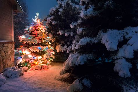 Brightly Lit Snow Covered Christmas Tree Outdoors At Night Stock Photo