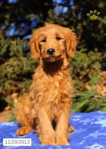 American goldendoodle is a top massachusetts goldendoodle breeder. Skipper - Mini Goldendoodle Puppy for Sale in Coatesville ...