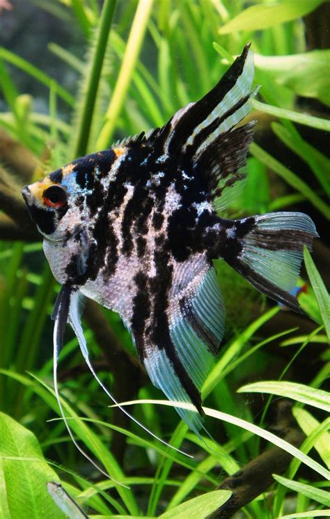 Blok888 Top 10 Most Beautiful Freshwater Fish In The World 2
