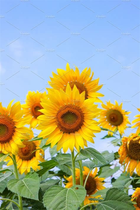 Sunflowers Blossom High Quality Nature Stock Photos ~ Creative Market