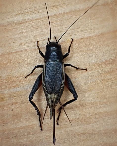 Gryllus Pennsylvanicus Fall Field Cricket 10000 Things Of The