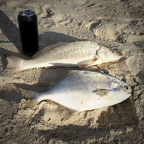 Licensed captain and licensed fishing guide. 12 Fish You Can Catch In Gulf Shores From The Beach in ...