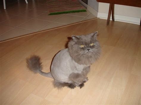 Cats Sporting Lion Haircuts