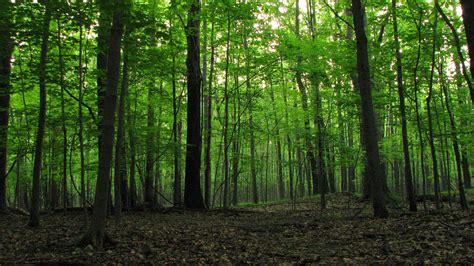 Hardwood Forest In Ne Ohio Unexplained Mysteries Image Gallery