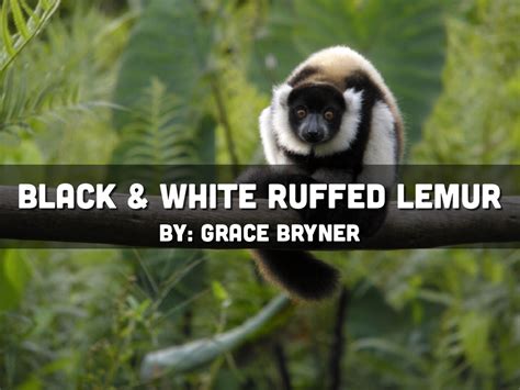 Black And White Ruffed Lemur By Grace Bryner