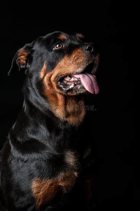 Portrait Of A Rottweiler Dog Black Portrait Stock Photo Image Of