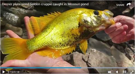 Dinner Plate Sized Golden Crappie Caught In Missouri Pond She Was