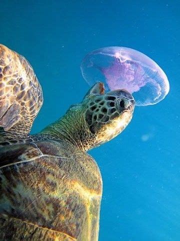Sea Turtle Eating Jellyfish Gif