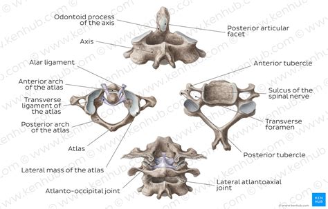 The infrahyoid neck is the region of the neck extending from the hyoid bone to the thoracic inlet. Diagram / Pictures: Cervical spine (Anatomy) | Kenhub