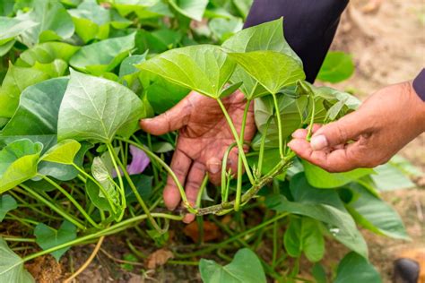 Growing Sweet Potatoes Top Tips