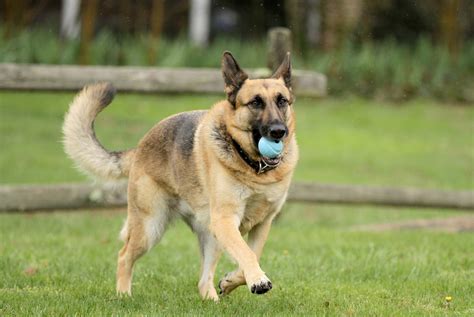 Labrador Retrievers Hit Their 25th Year As Top Us Dog Breed The Blade