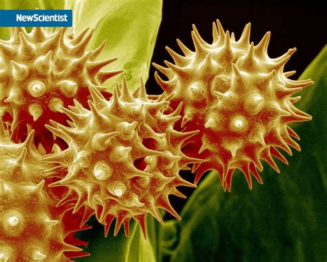 Maybe you would like to learn more about one of these? Sunflower pollen | Geometry in nature, Pollen, Things ...