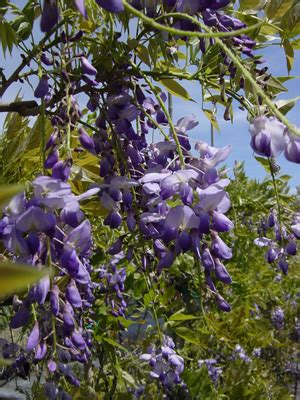 Wisteria sinensis 'texas purple' fiori grandi, rosa porpora. Wisteria sinensis 'Cooke's Purple' Chinese Wisteria ...